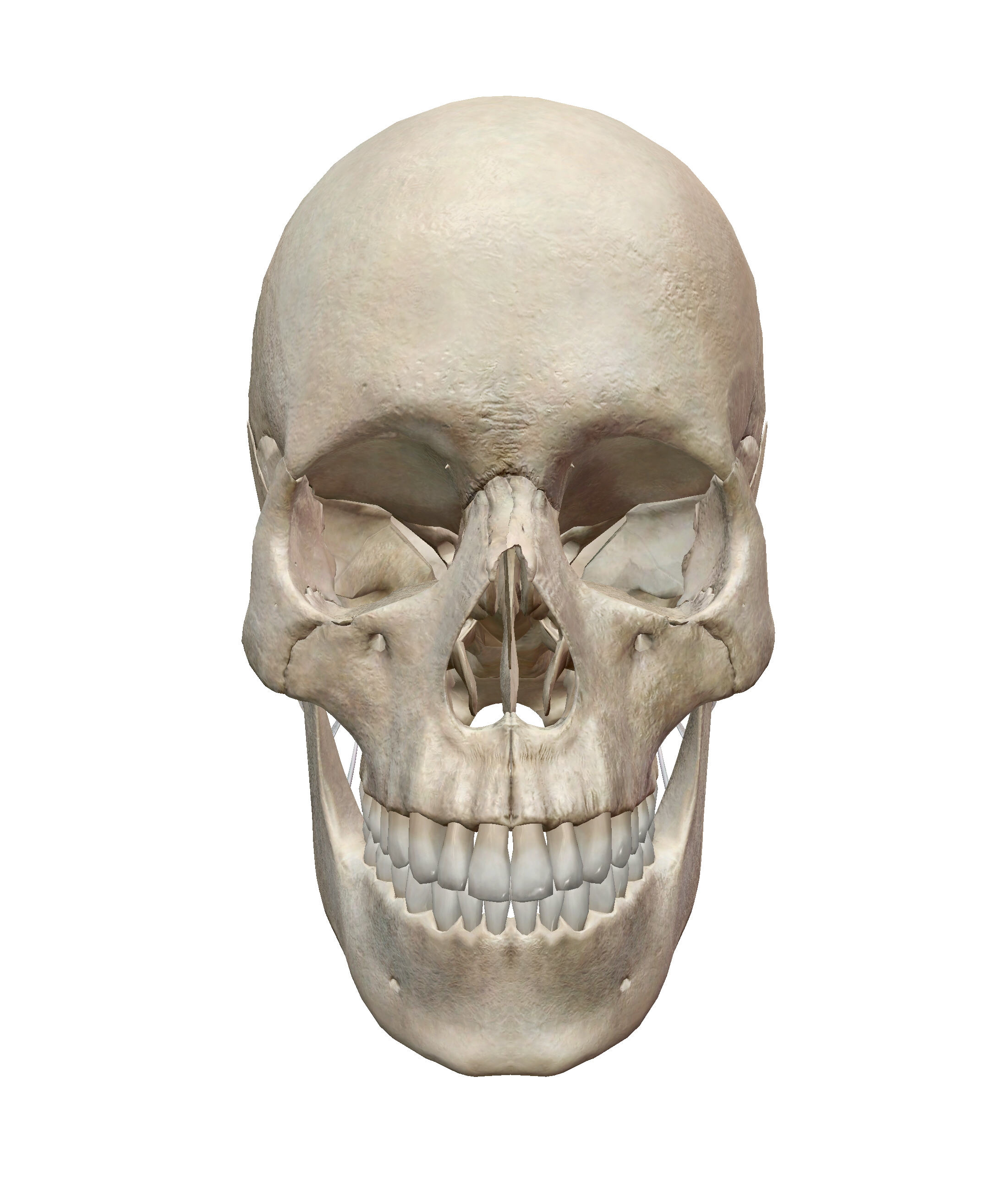 Head & Neck Anatomy